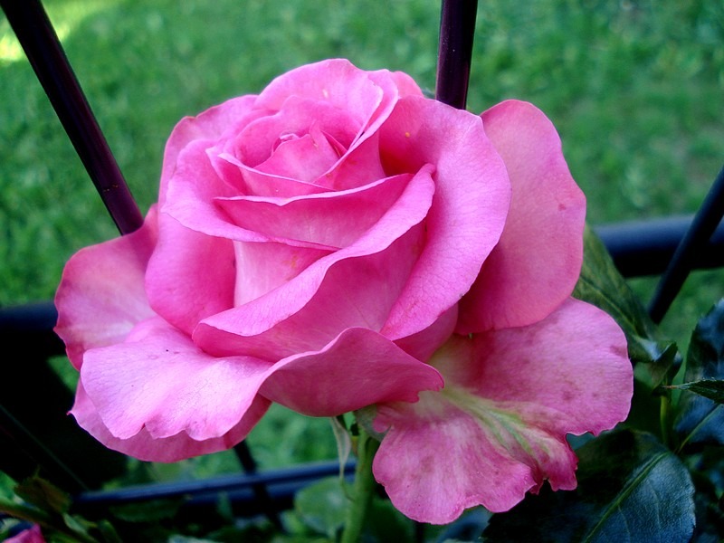 'Marie-Ange Nardi ®' rose photo