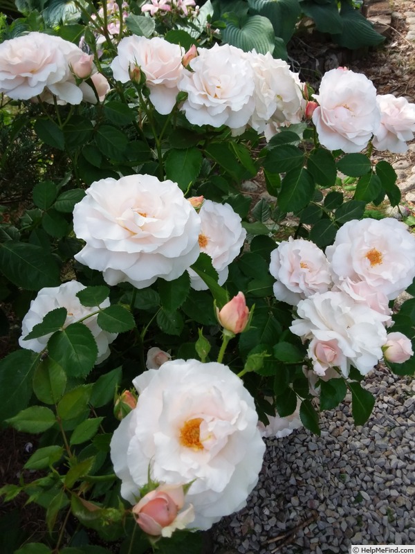 'Queen of Warsaw ®' rose photo