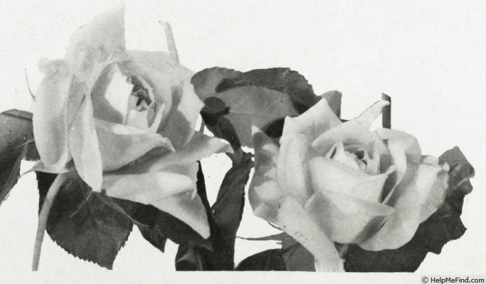 'Bagatelle (hybrid tea, Gaujard, 1941)' rose photo