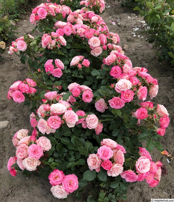 'Xenia ® (floribunda, Kordes, 2011/20)' rose photo