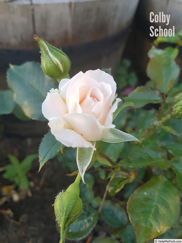 'Colby School' rose photo