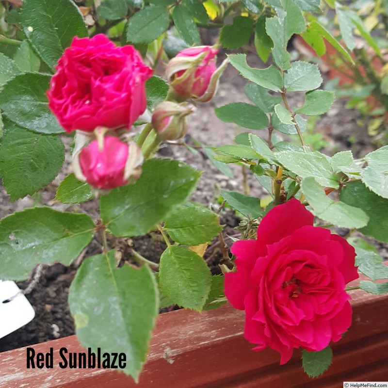 'Red Sunblaze ®' rose photo