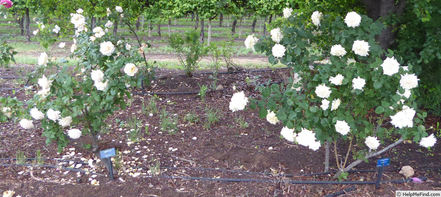 'Kootenay' rose photo