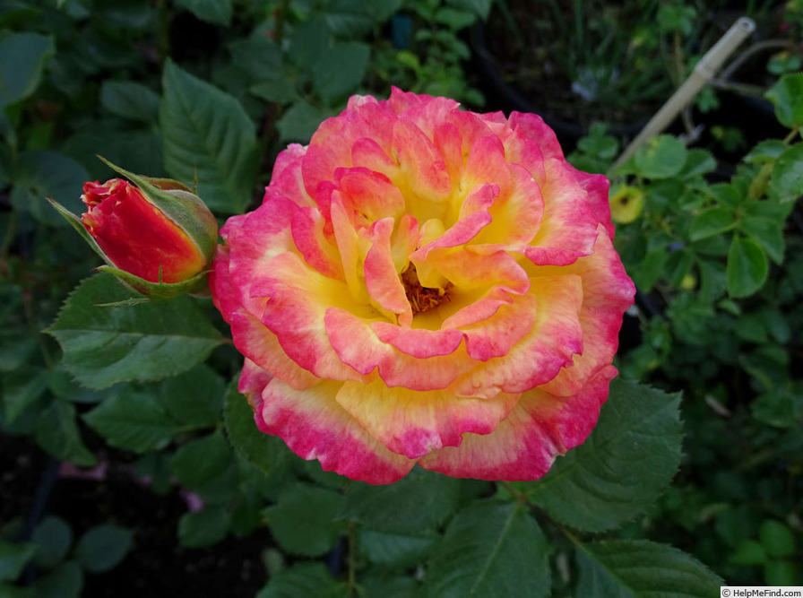 'Garden Delight' rose photo