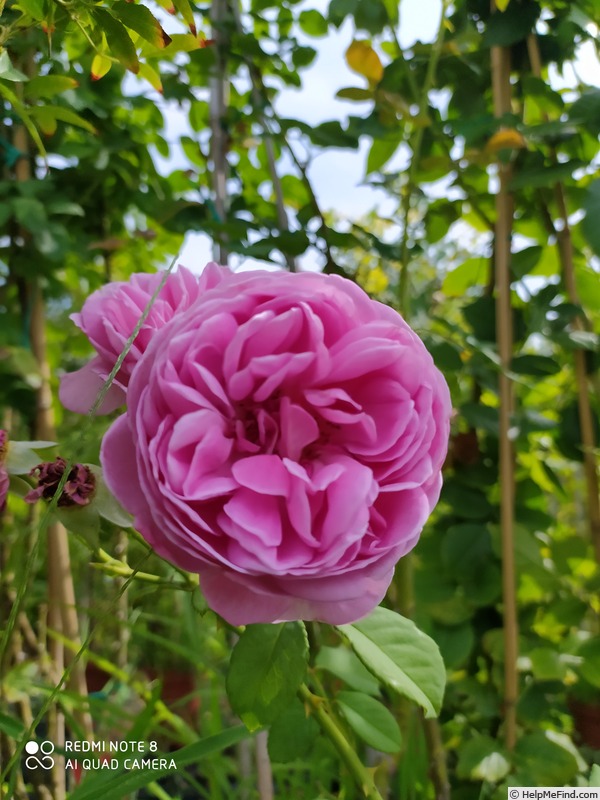 'Sandringham (shrub, Beales before 2013)' rose photo