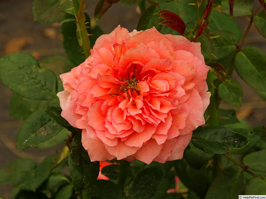 'Heartbeat (floribunda, Cocker, 1997)' rose photo