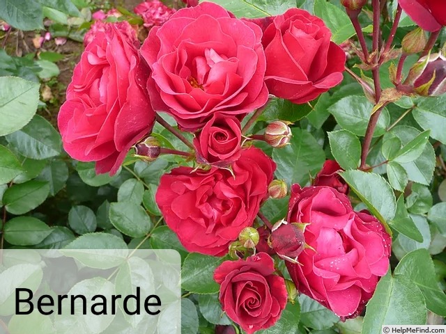 'Bernarde' rose photo