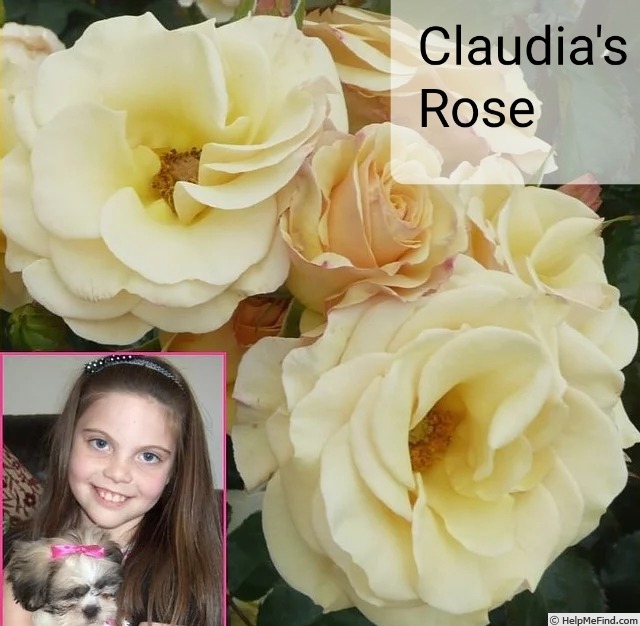 'Claudia's Rose' rose photo