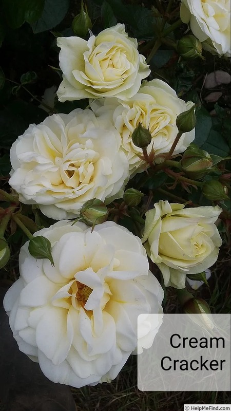 'Cream Cracker (floribunda, Dickson, 2016)' rose photo