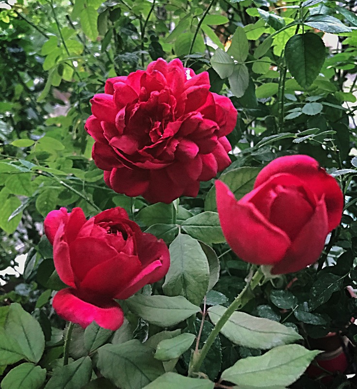 'Autumn Rouge' rose photo