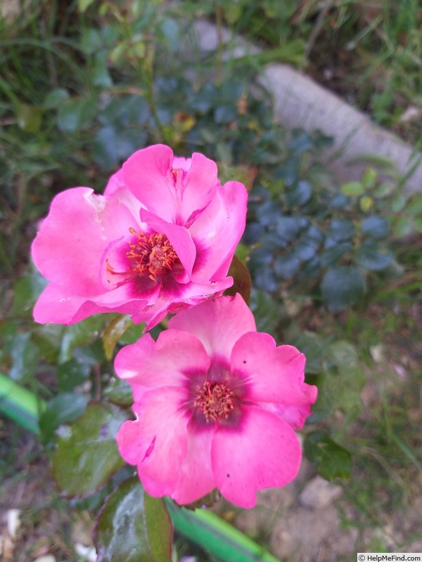 'Alissar, Princess of Phoenicia' rose photo