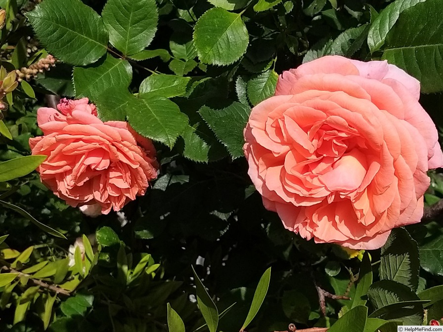 'Amour de Molène ®' rose photo