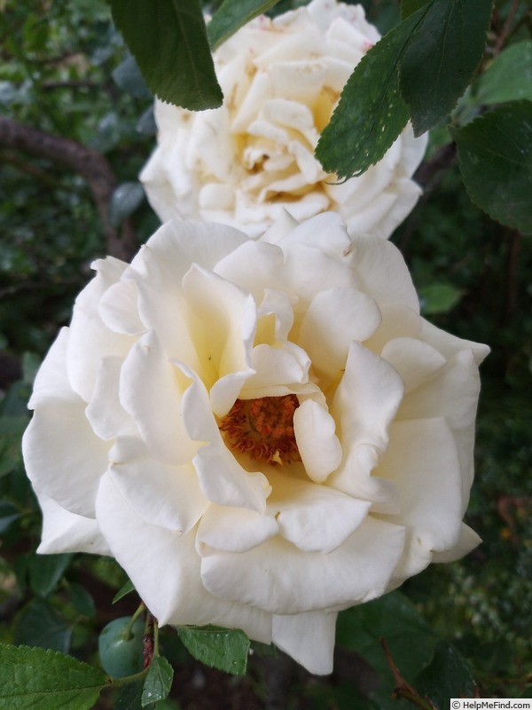 'Anastasia® (Hybrid Tea, Adam, Before 2011)' rose photo