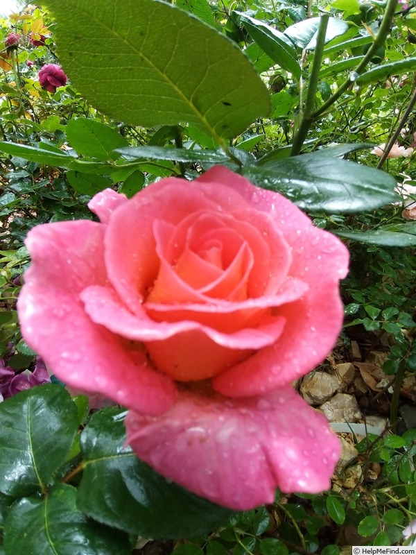 'André Eve ®' rose photo