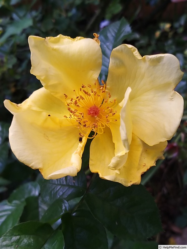 'Lemon Fizz ® (shrub, Kordes 2001)' rose photo