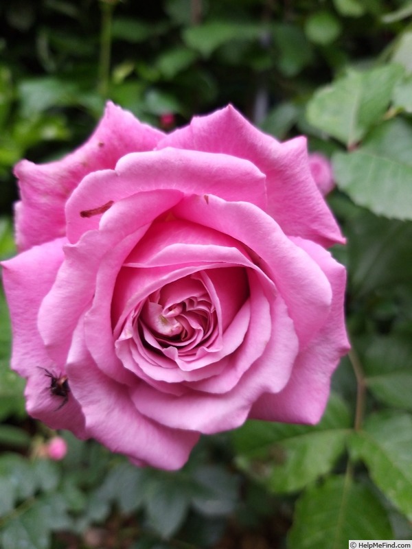 'Anne-Sophie Pic' rose photo