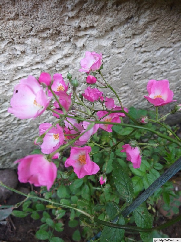 'Ballerina (hybrid musk, Bentall, 1937)' rose photo