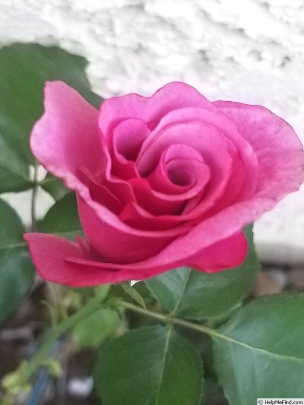 'Barbra Streisand ®' rose photo