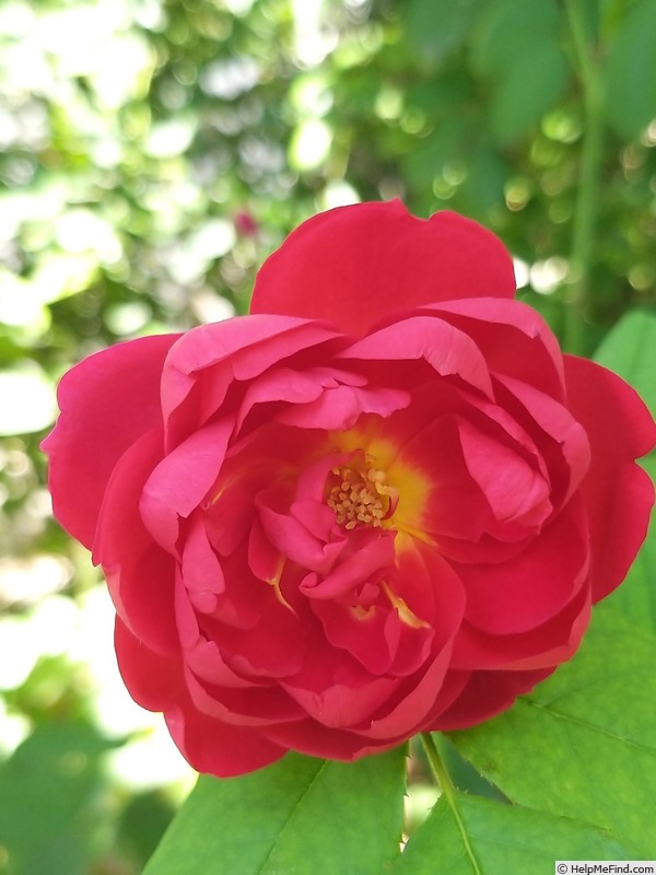 'Benjamin Britten' rose photo