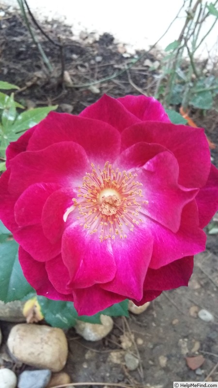 'Blue Eden ®' rose photo