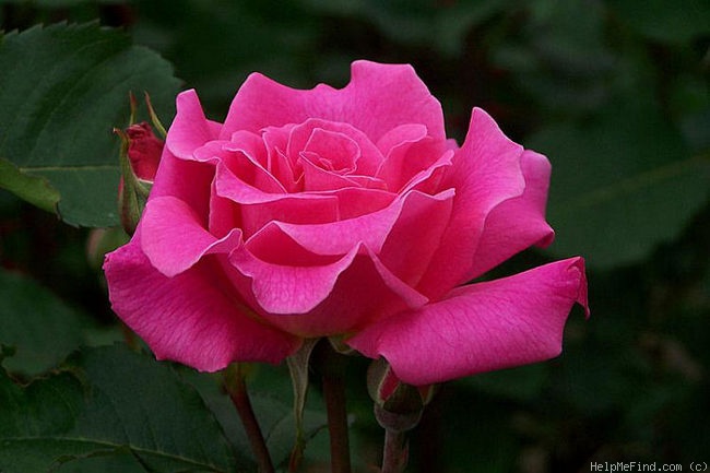 'Belle au Bois Dormant' rose photo