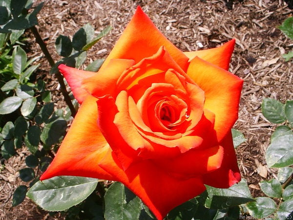 'Wildfire ™ (hybrid tea, Zary 2004)' rose photo