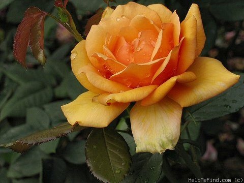 'Simply The Best' rose photo