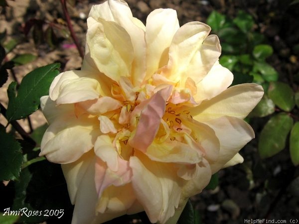 'Madame Pierre Cochet' rose photo