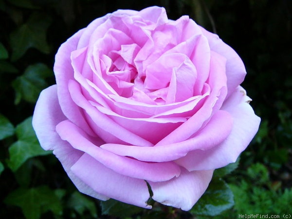 'Conrad Ferdinand Meyer' rose photo