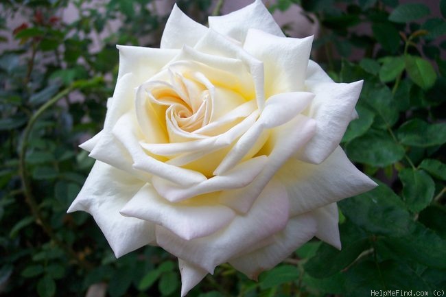 'Amelia Earhart (Hybrid Tea, Reymond, 1929)' rose photo