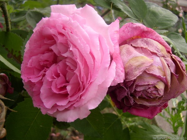 'Mrs. John Laing (Hybrid Perpetual, Bennett, 1885)' rose photo