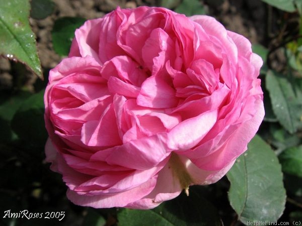 'Georges Cuvier' rose photo