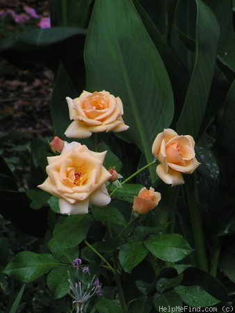 'Golden Unicorn' rose photo