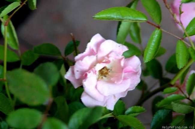 'Echo (polyantha, Ludorf/Lambert, 1914)' rose photo
