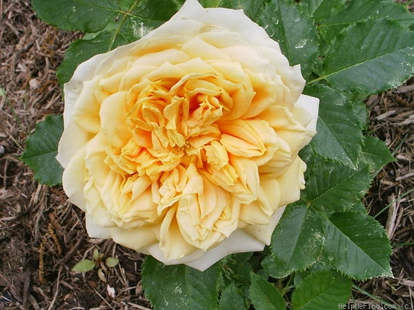 'Golden Zest ™' rose photo