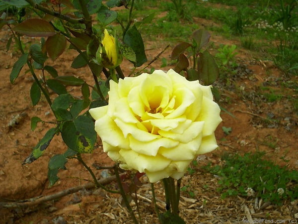 '21st Century' rose photo