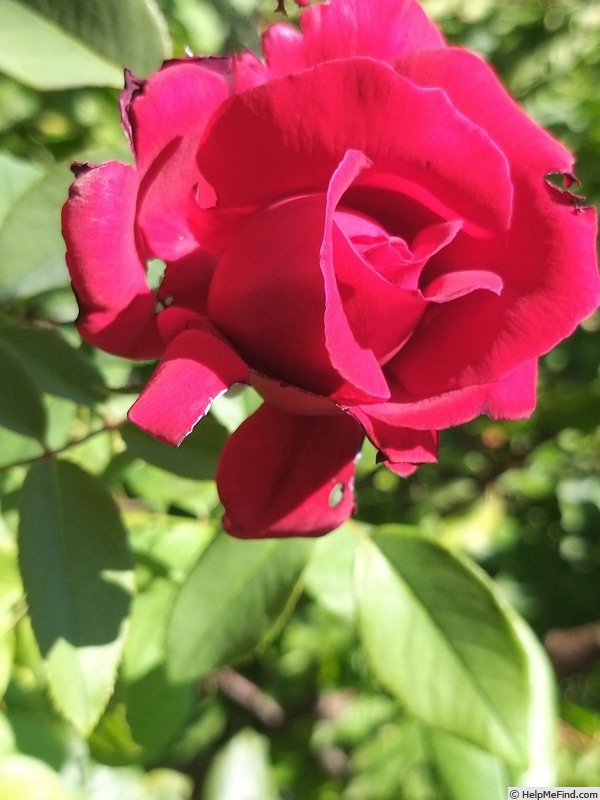 'Botero ®' rose photo
