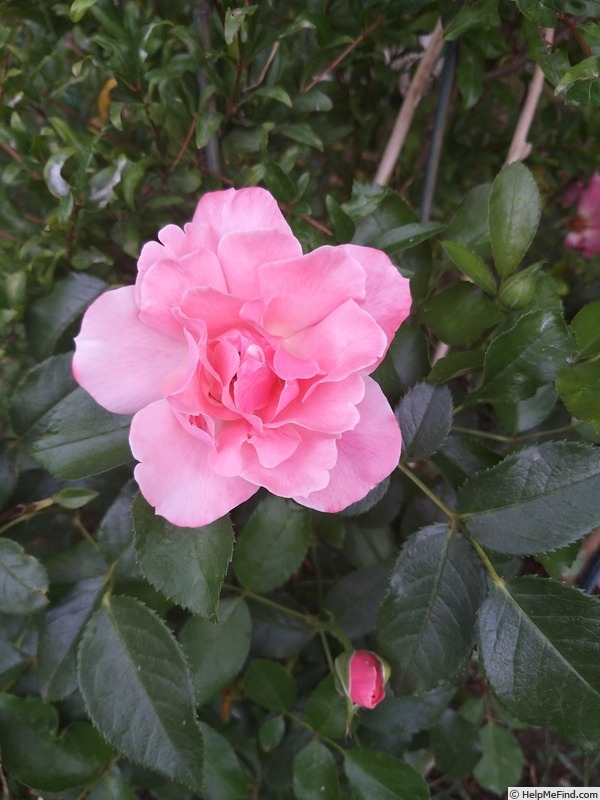 'Botticelli ®' rose photo