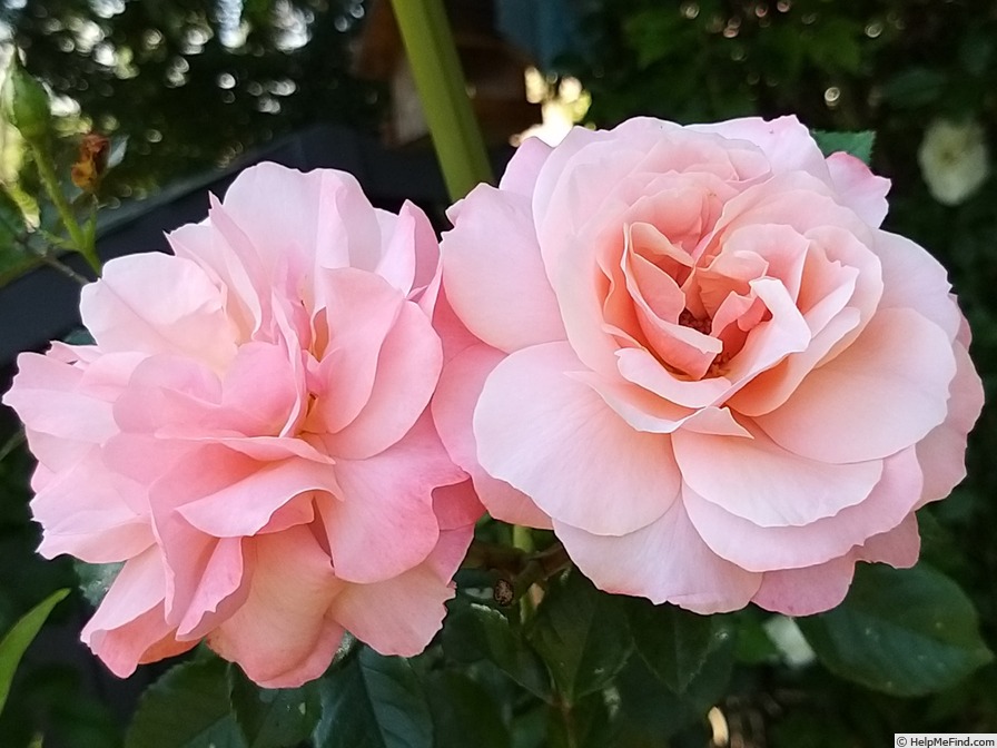 'Botticelli ®' rose photo