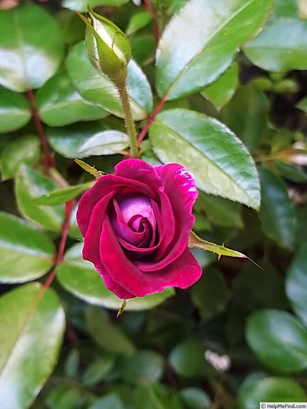 'Burgundy Ice' rose photo