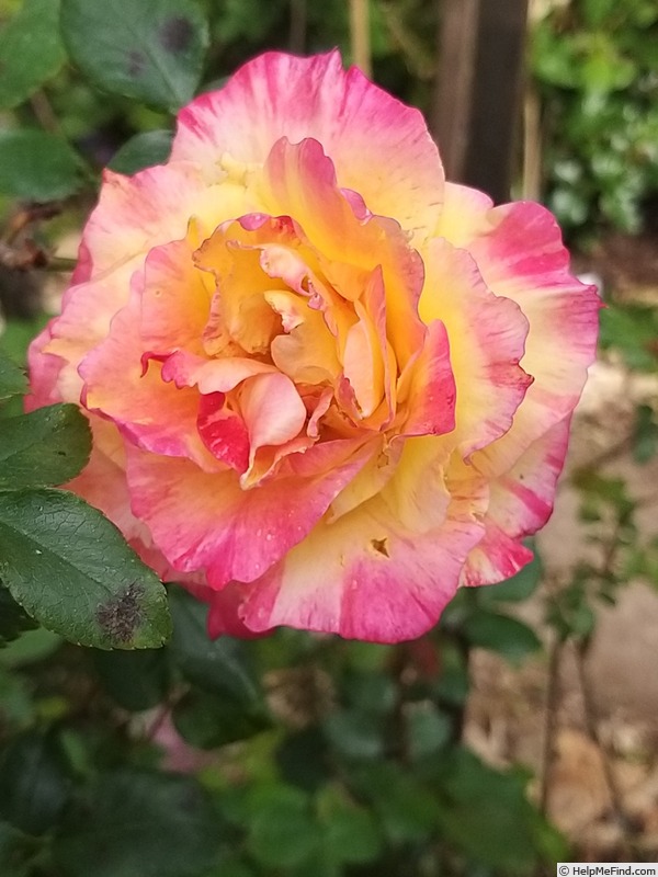 'Camille Pissarro ™' rose photo