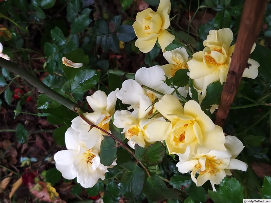 'Celina ® (shrub, Noack, 1997)' rose photo