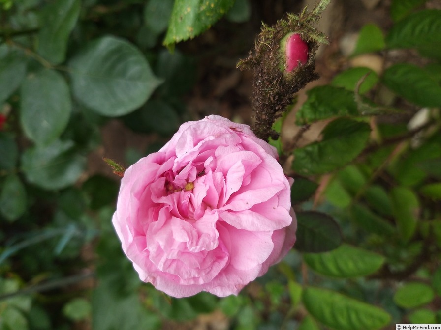 'Centifolia Muscosa' rose photo