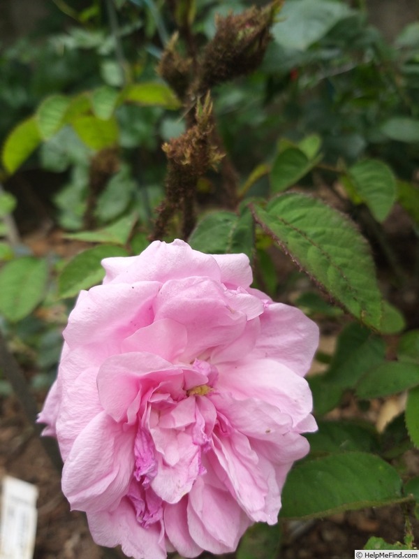 'Centifolia Muscosa' rose photo