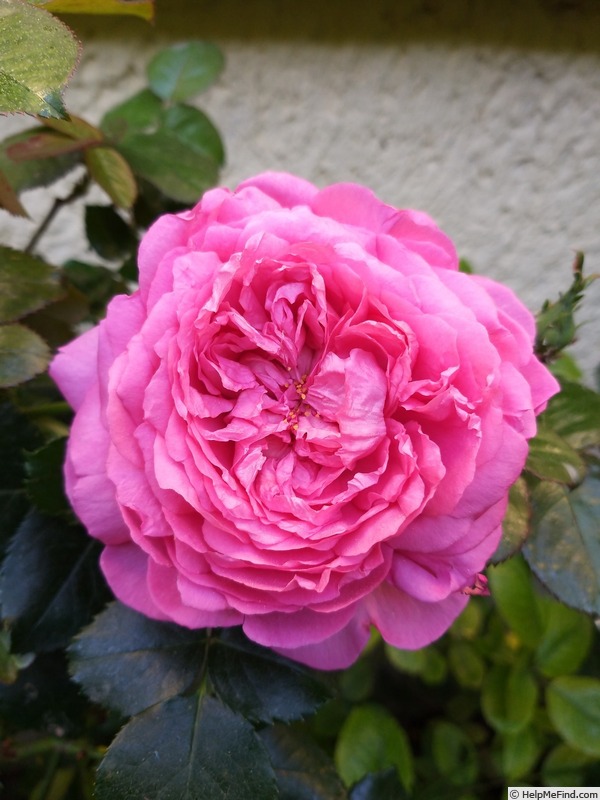 'Chantal Mérieux ®' rose photo