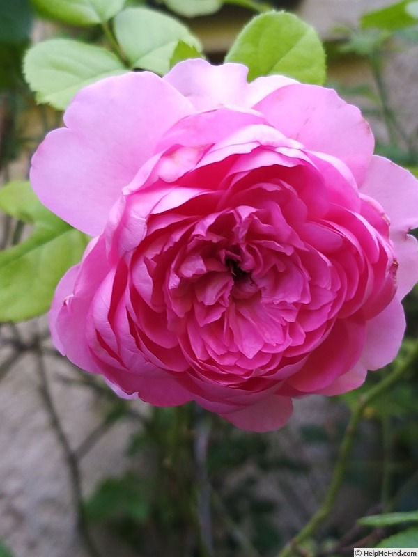 'Chantal Mérieux ®' rose photo