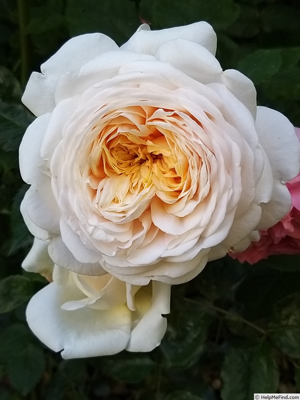 'Clair de Lune (hybrid tea, Simon 2015)' rose photo