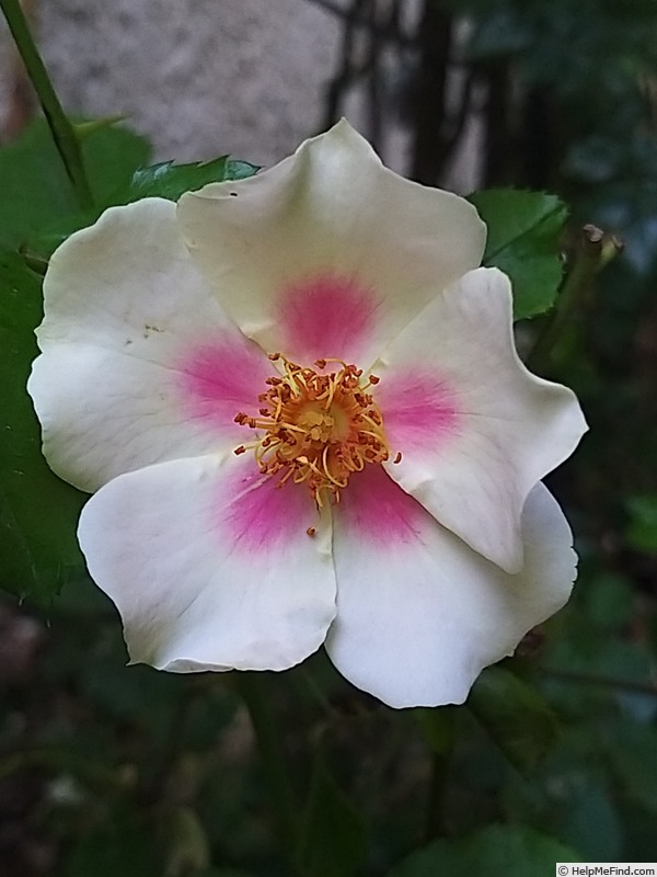 'Cyrus ® (shrub, Warner, 2011)' rose photo