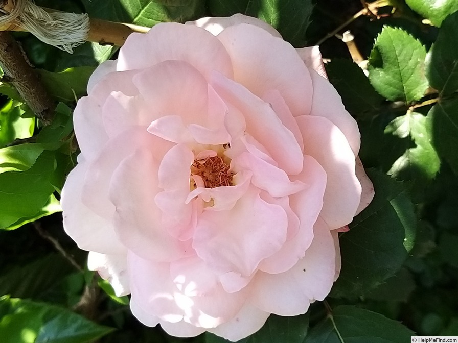 'Clair Renaissance ™' rose photo