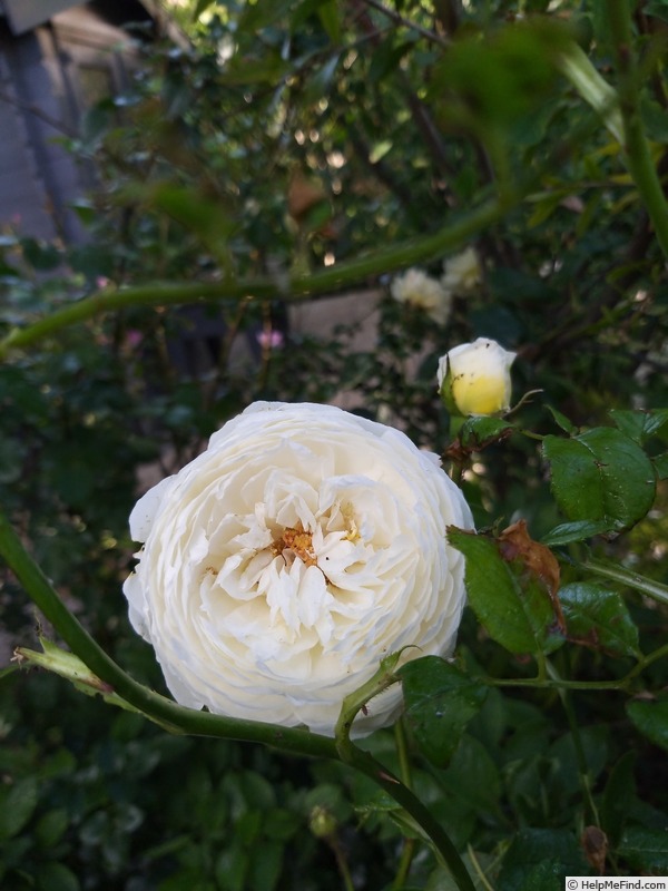 'Claire Austin' rose photo